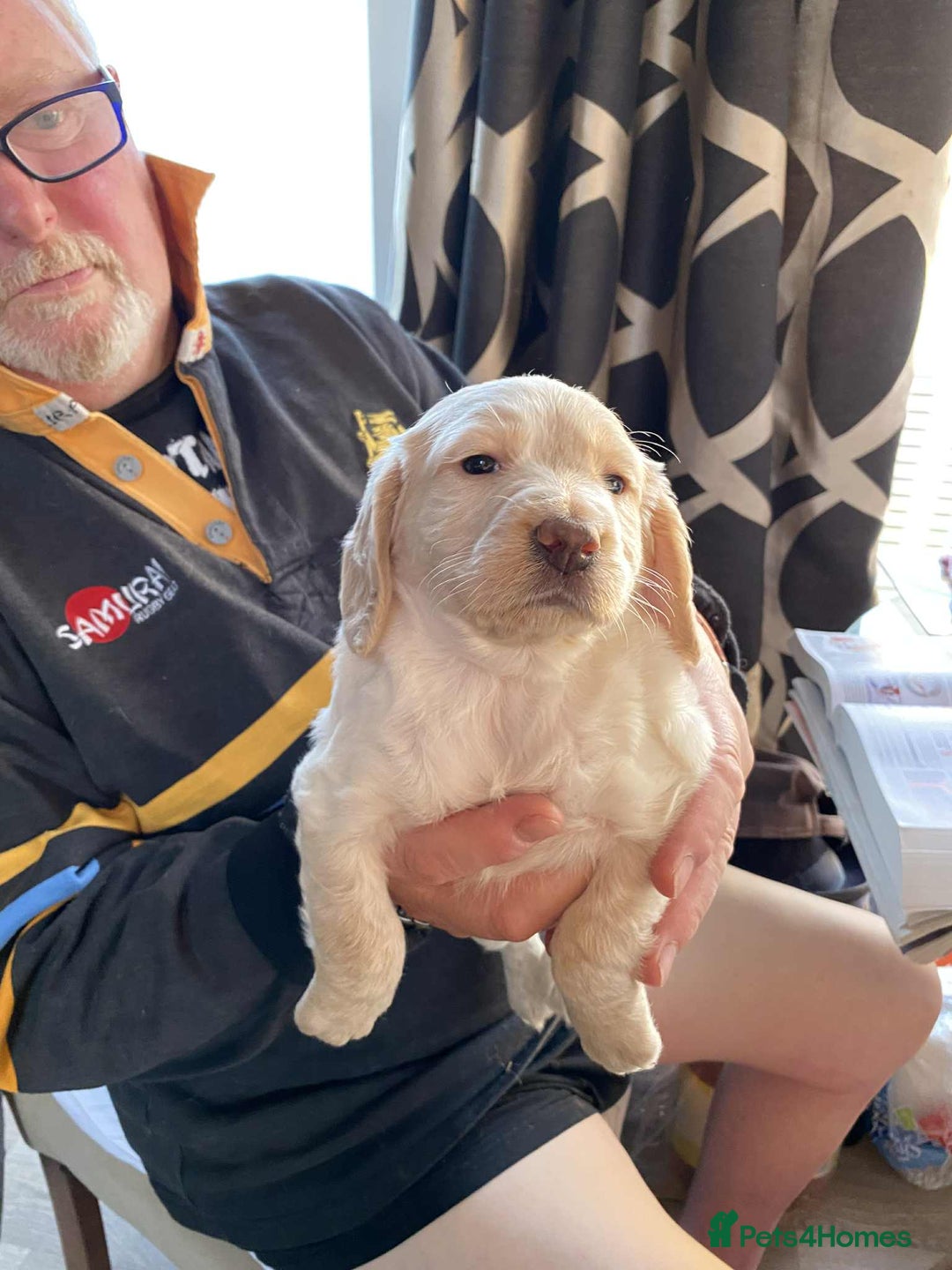 Cocker Spaniel dogs for sale: Amazing Chunky Working Cocker spaniel Puppies - Image 11