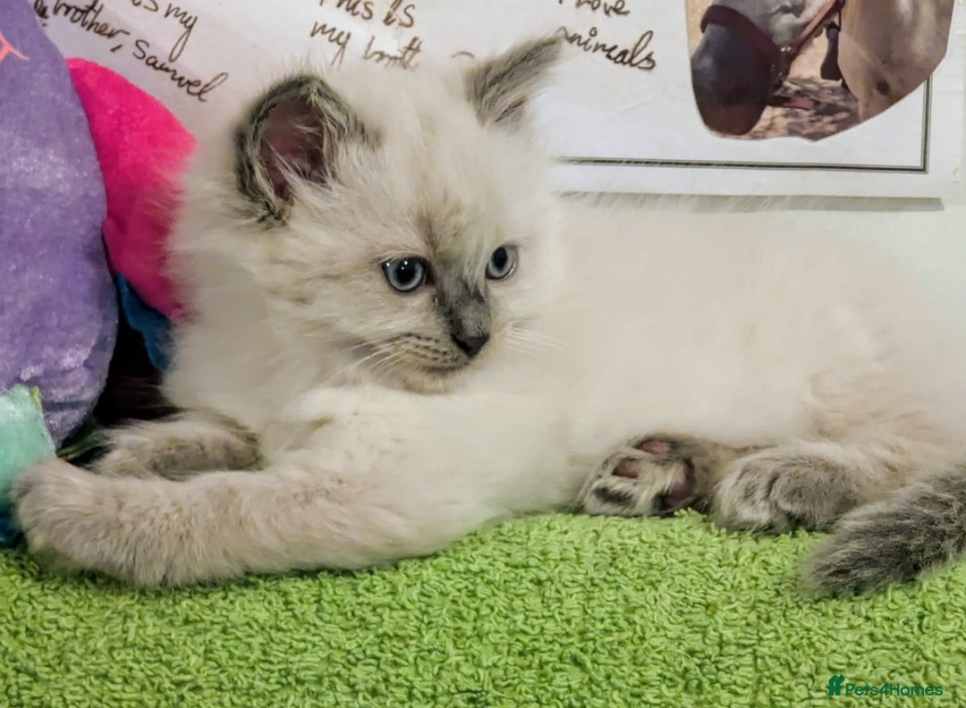 Ragdoll cats for sale: 🐾 Meet our Adorable blue eye ragdoll Crew! 🐾 - Image 2