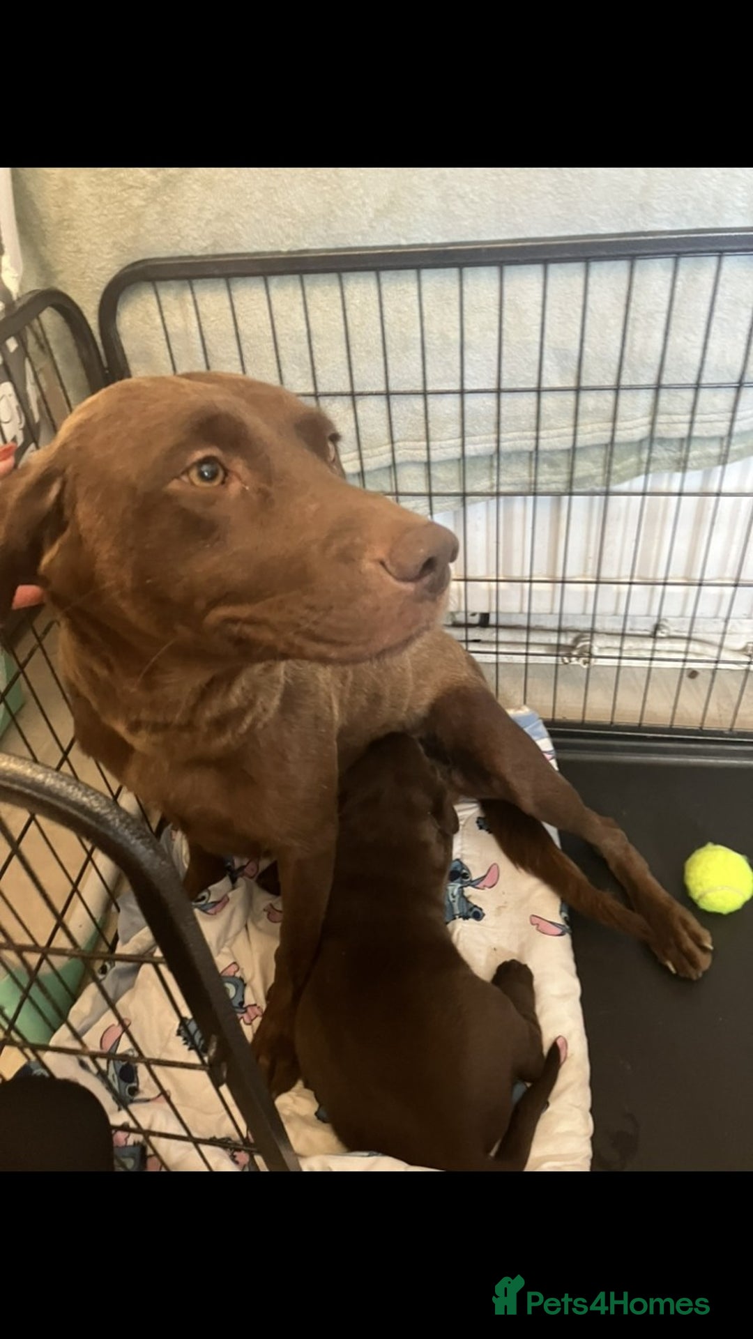 Labrador Retriever dogs for sale: Perfect Puppy  - Advert 4