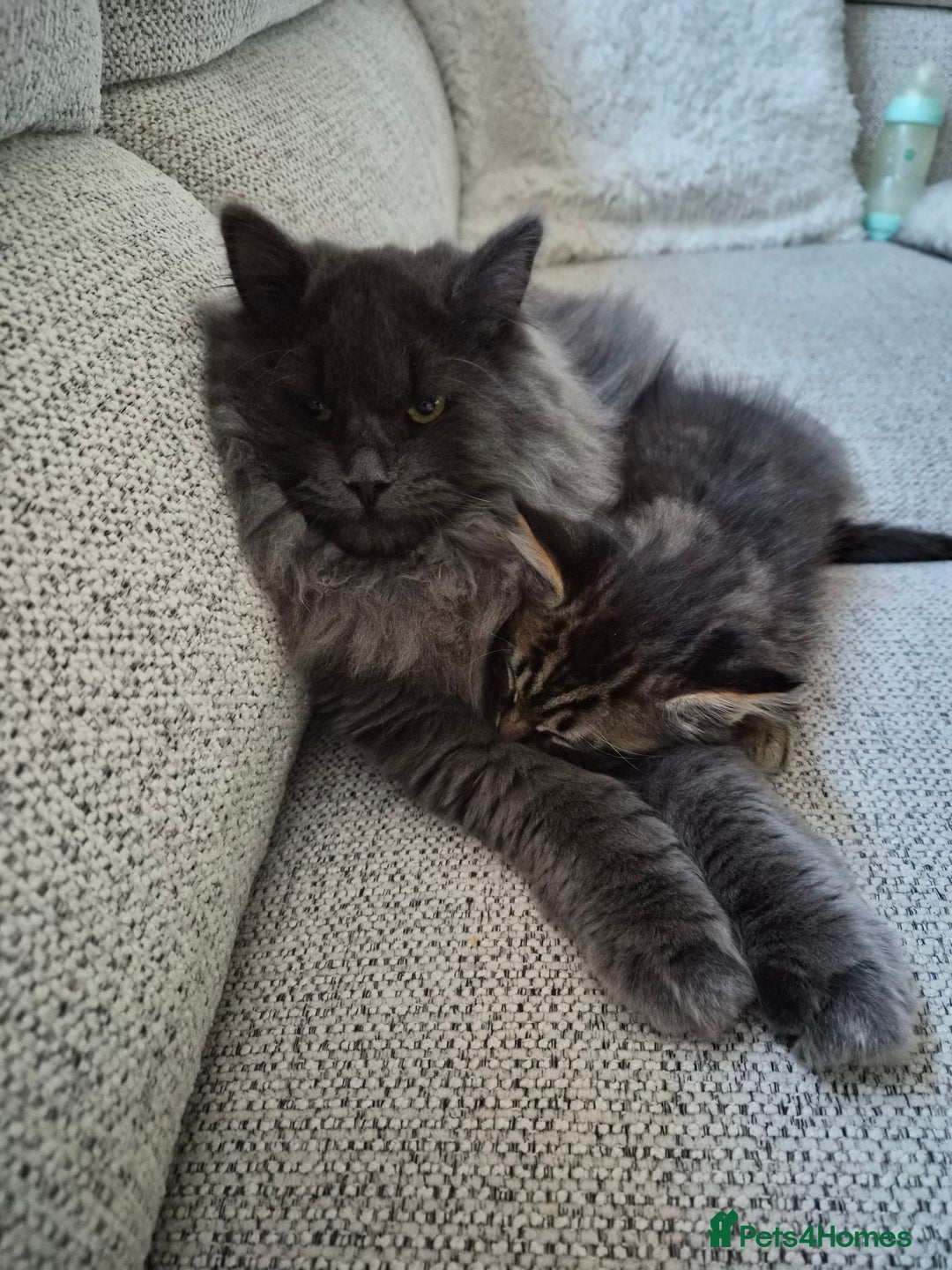 Siberian cats for sale: Gorgeous siberian kitten - Advert 4