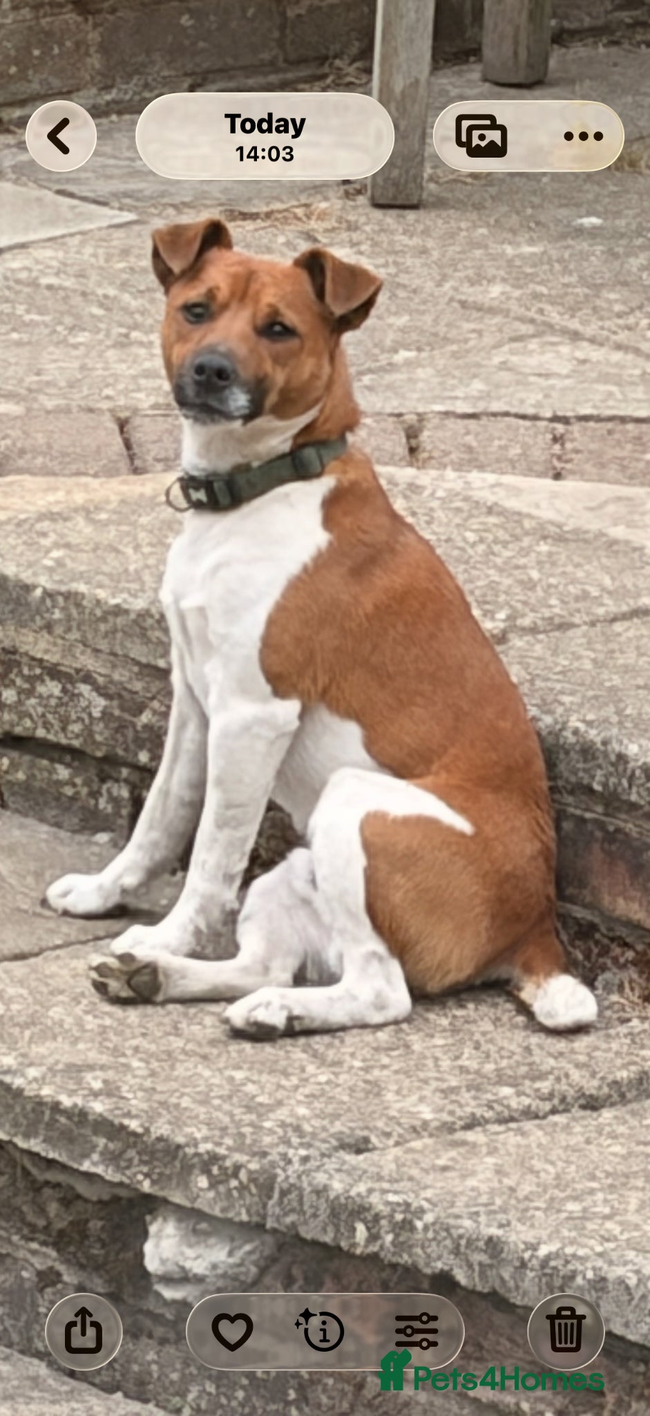 Plummer Terrier dogs Plummer terrier pups for sale - Advert 2