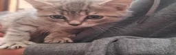 Mixed Breed cats for sale: Grey   - Advert 2