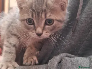 Mixed Breed cats Grey - Advert 14