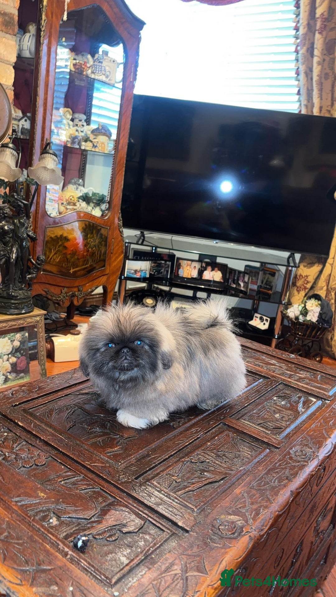 Pekingese dogs for sale: Stunning Pekingese puppies  - Advert 15