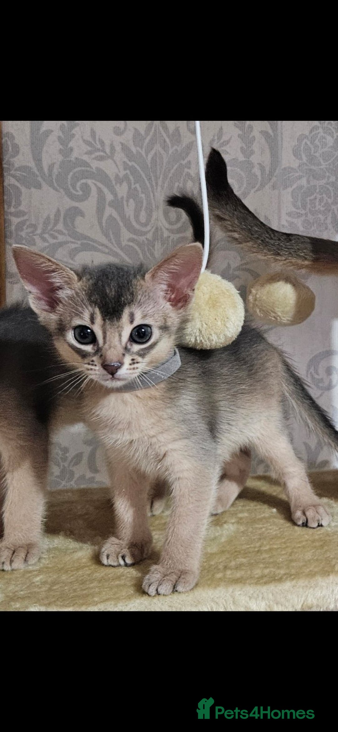 Abyssinian cats for sale: Abyssinian Kittens - Image 23