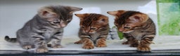 Bengal cats for sale: Bengal kittens - 2 girls and 1 boy - Advert 1