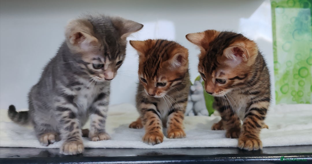 Bengal cats for sale: Bengal kittens - 2 girls and 1 boy - Advert 1