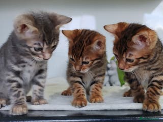 Bengal cats Bengal kittens - only boy available - Advert 5