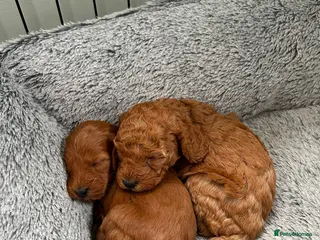 Cockapoo dogs Toy Cockapoo Puppies - Advert 17