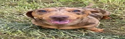Miniature Dachshund dogs for sale: Gorgeous Chocolate Dapple Boy for rehoming - Advert 2