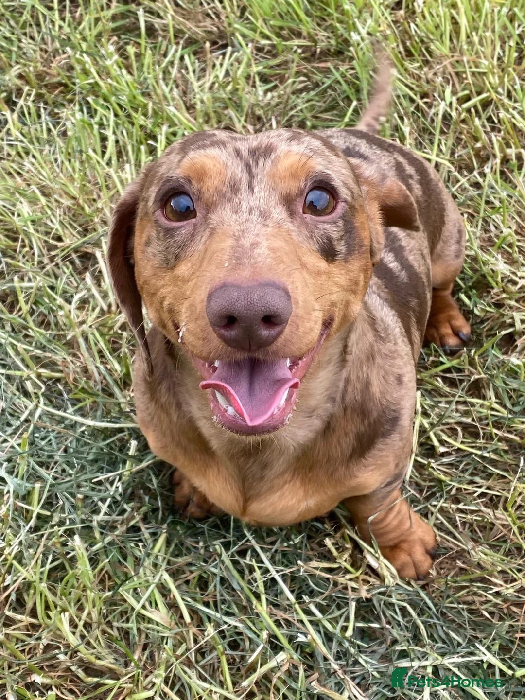 Miniature Dachshund dogs for sale: Gorgeous Chocolate Dapple Boy for rehoming - Advert 2