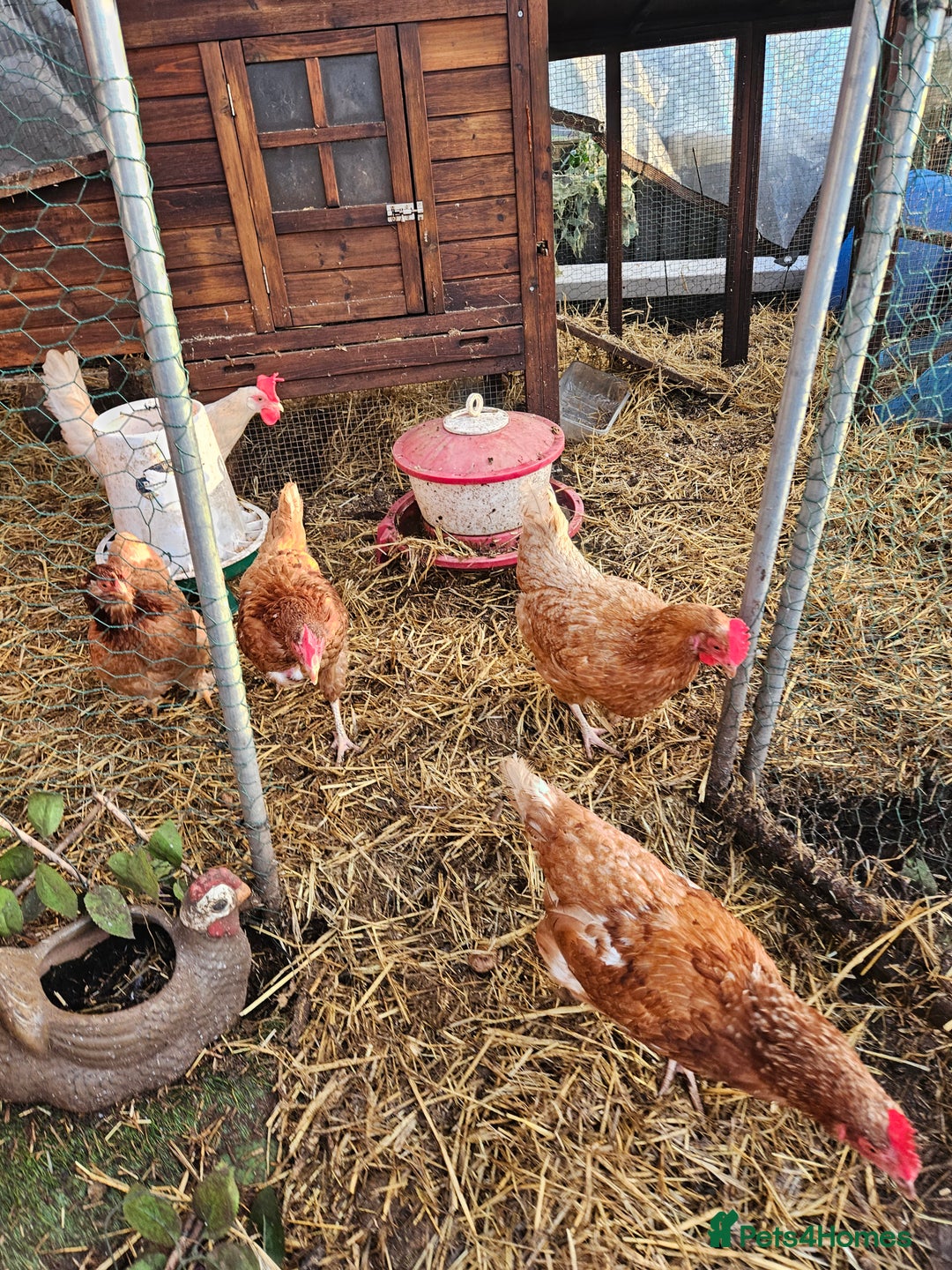 Chickens poultry for sale: 11 hens 1 cockrel  - Advert 30