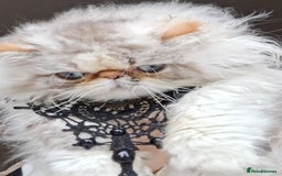 Persian cats for sale: Lovely Persian kitten  - Image 7
