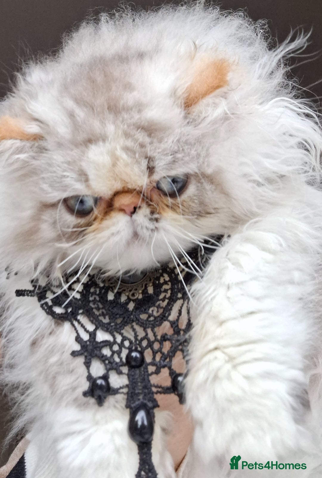 Persian cats for sale: Lovely Persian kitten  - Image 7