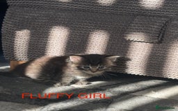 Mixed Breed cats for sale: Beautiful ragdoll x babies  in Ellesmere Port - Image 9