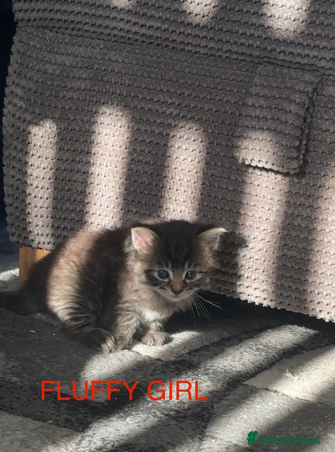 Mixed Breed cats for sale: Beautiful ragdoll x babies  in Ellesmere Port - Image 9