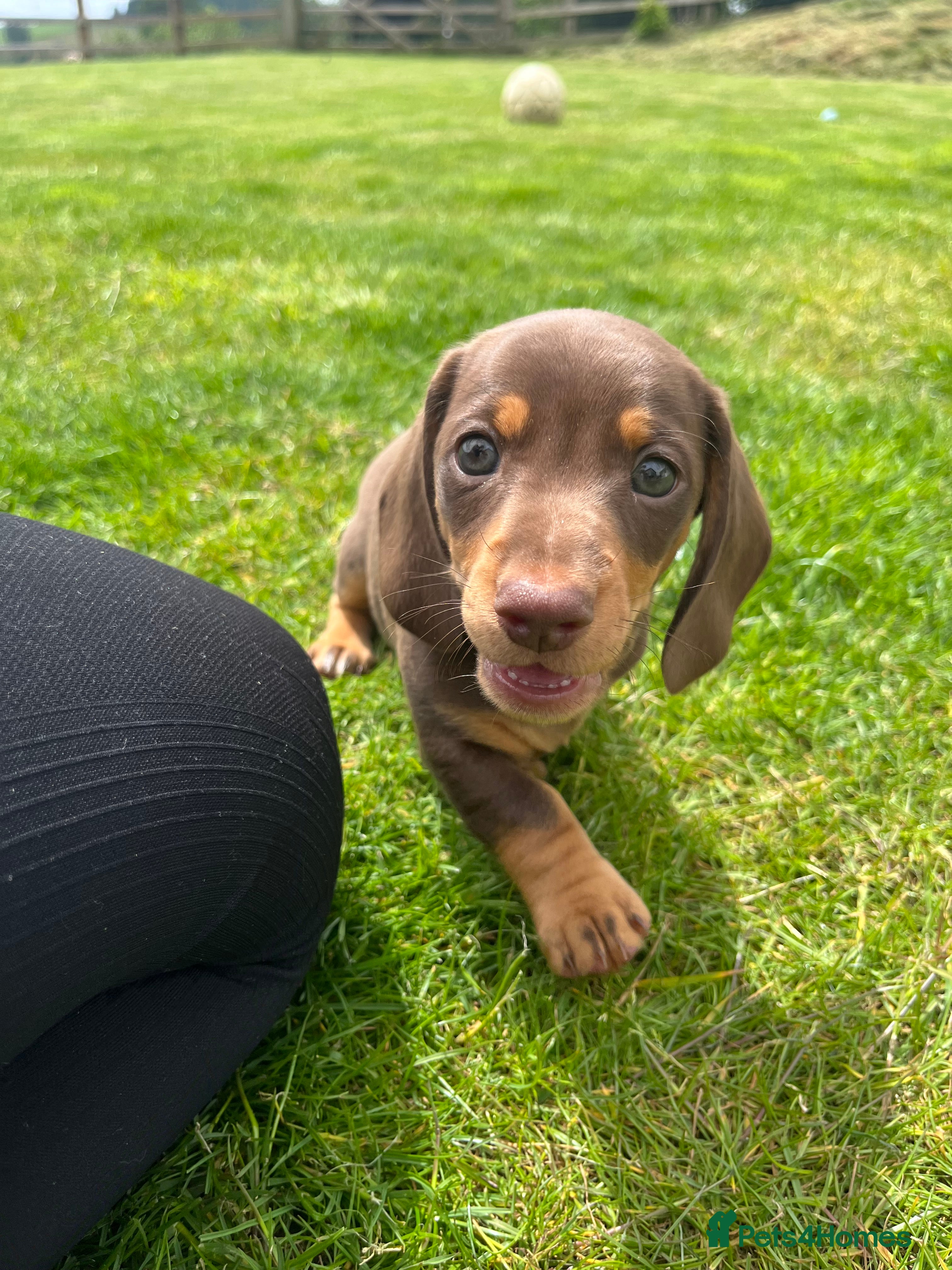 Miniature Dachshund dogs 🐶 last two boys left 🐶 ready on the 17th of June - Advert 2