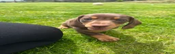 Miniature Dachshund dogs for sale: ⭐️ last boy left ⭐️ 🐶 ready to find his home ⭐️ - Advert 20