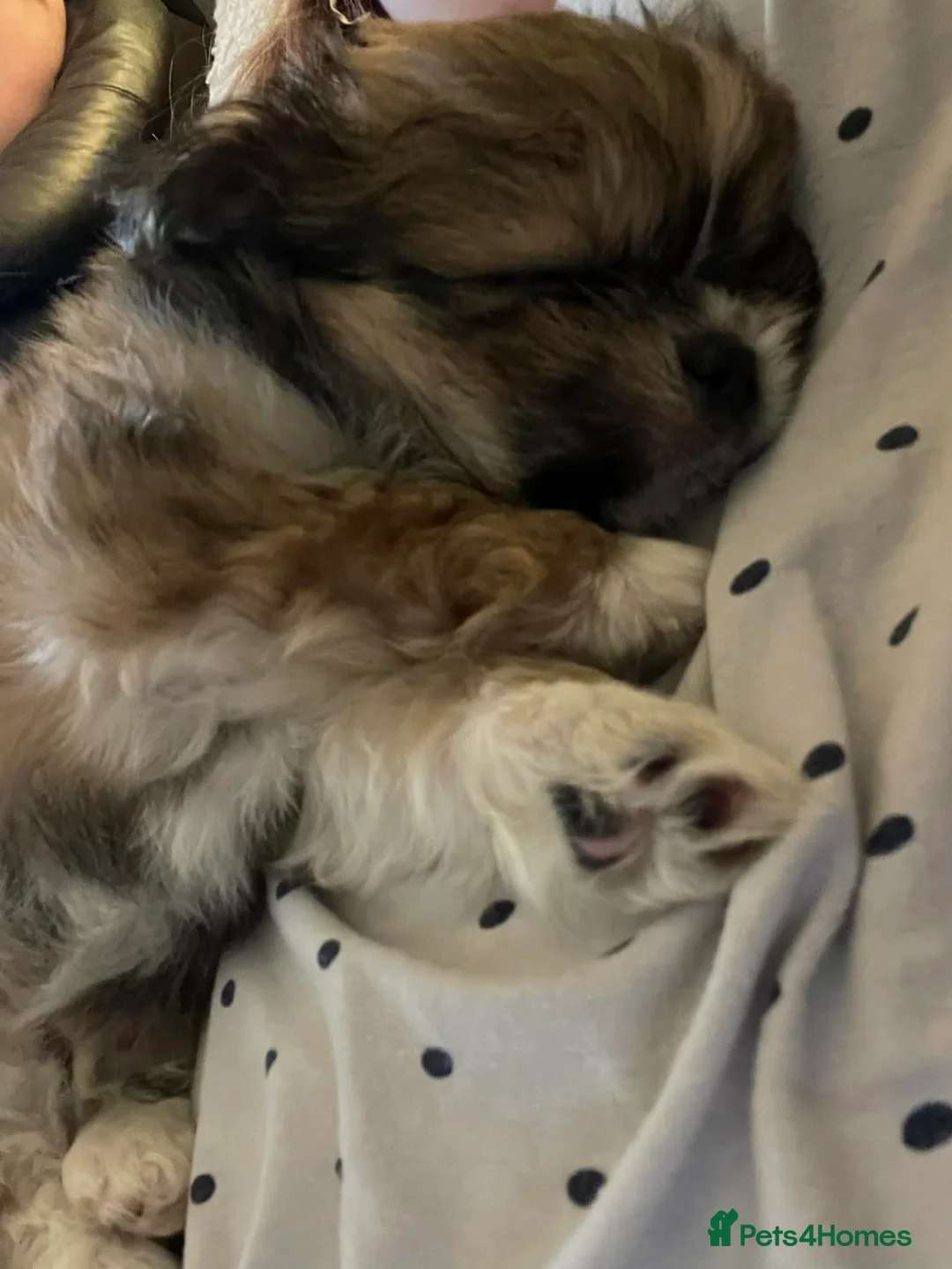 Mixed Breed dogs for sale: ShihTzu x Chihuahua Puppy - Advert 3