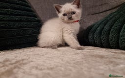 British Shorthair cats for sale: Beautiful chunky BSH kittens - Advert 10