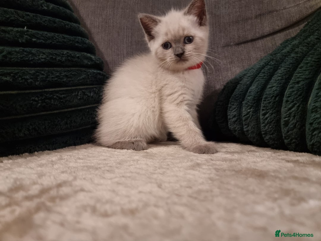 British Shorthair cats for sale: Beautiful chunky BSH kittens - Advert 10