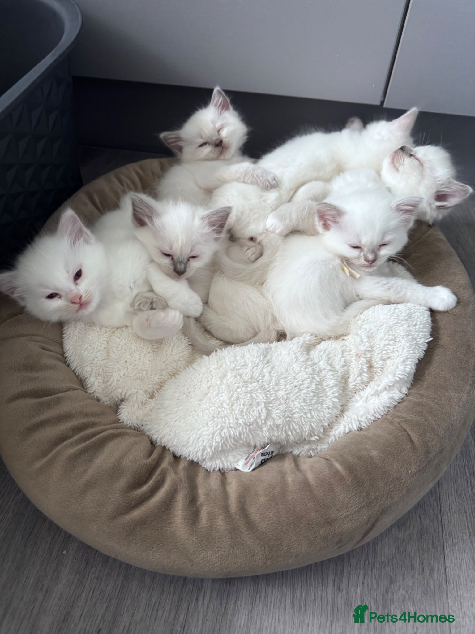 Ragdoll cats 🐾GCCF registered Blue and Lilac kittens🐾 - Advert 1