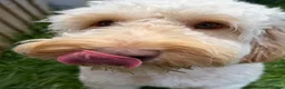 Cockapoo dogs for sale: Boy Cockapoo, He’s 1 year and 2 months.  in Louth - Advert 2