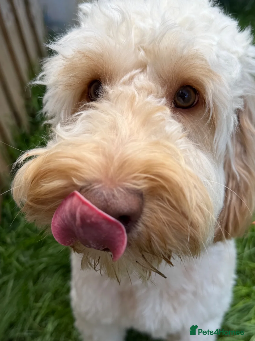 Cockapoo dogs for sale: Boy Cockapoo, He’s 1 year and 2 months.  in Louth - Advert 2