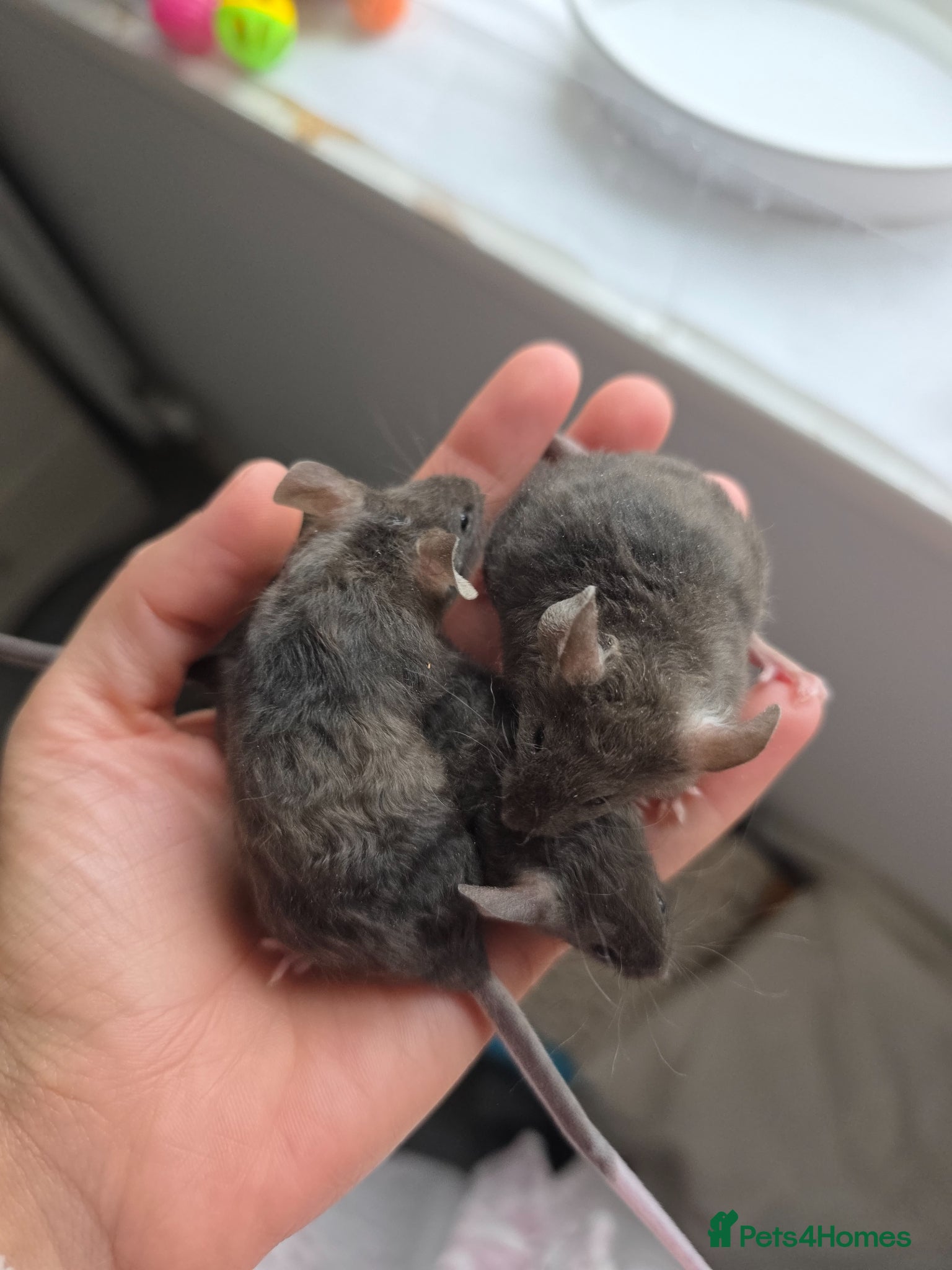 Mouse rodents 4 girls ready to go - Advert 2