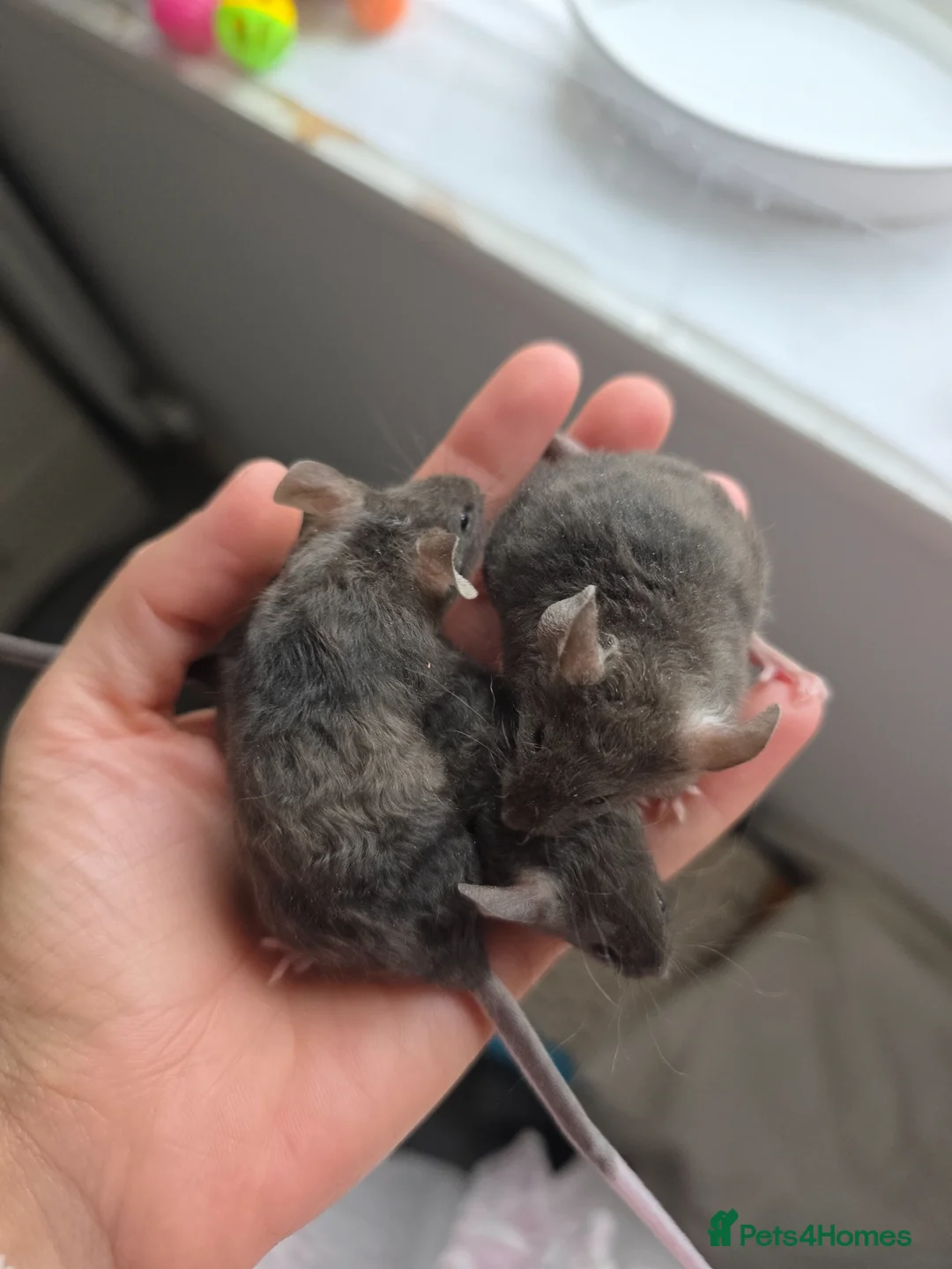 Mouse rodents for sale: 4 girls ready to go - Advert 2