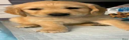Golden Retriever dogs for sale: Chunky KC Golden Retriever Puppies - Advert 6
