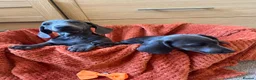 Dachshund dogs for sale: Stunning Solid Blue & Choc & Tan Dachshunds  - Advert 14