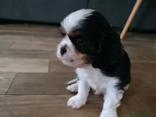 Cavalier King Charles Spaniel dogs KC Cavalier King Charles puppies - Advert 1