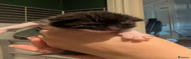 Kitten 5 💙🤍