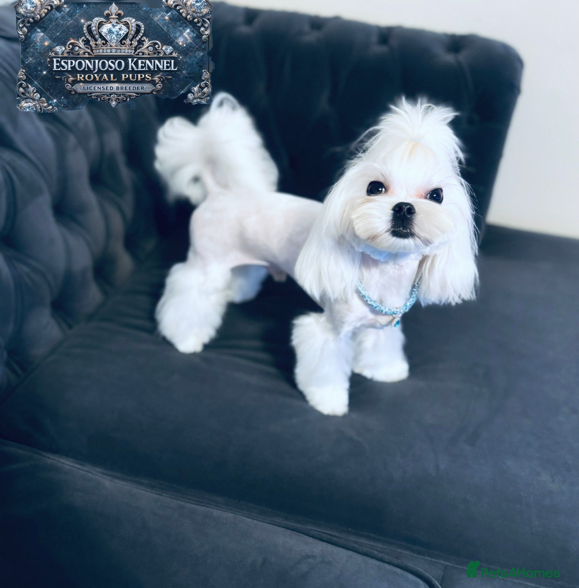 Maltese dogs ✨Exquisite DOLL KC Korean Maltese Stud DNA Clear ✨ - Advert 6