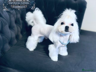Maltese dogs ✨Exquisite DOLL KC Korean Maltese Stud DNA Clear ✨ - Advert 6
