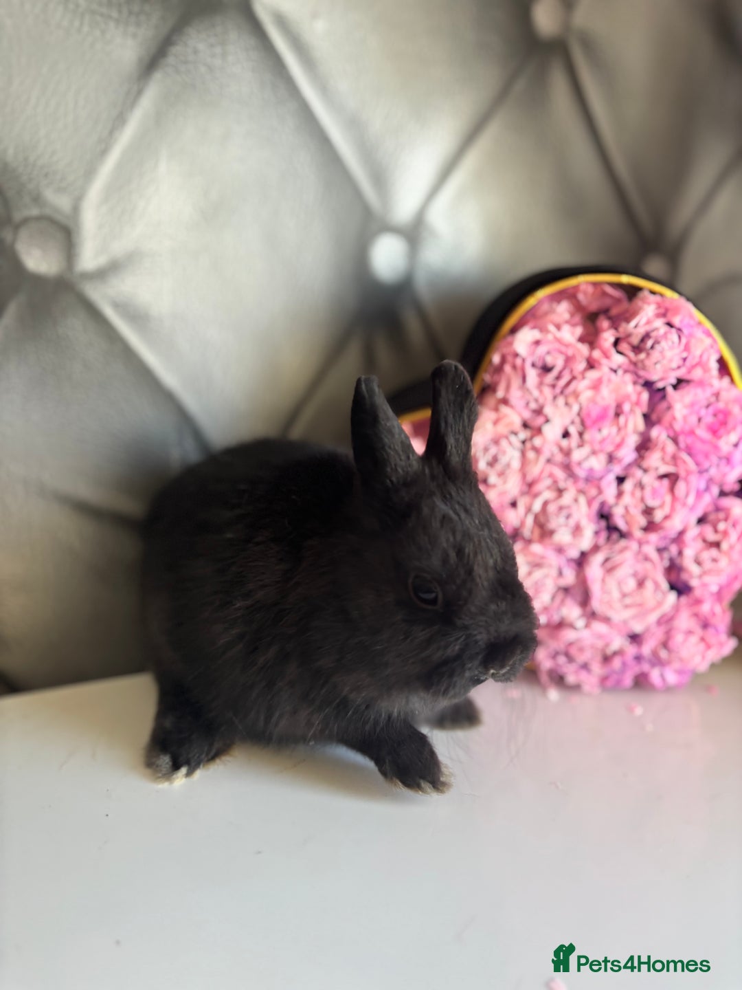 Netherland Dwarf rabbits for sale: Bucks for rehoming*Netherland dwarfs 5* homes - Advert 8