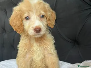 Cockapoo dogs Cockapoo Puppies - Advert 18
