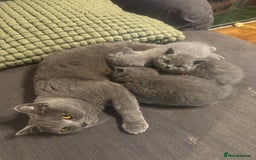 British Shorthair cats for sale: 🐾 British Shorthair Kittens 🐾 - Image 1