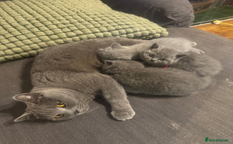 British Shorthair cats - Advert 2