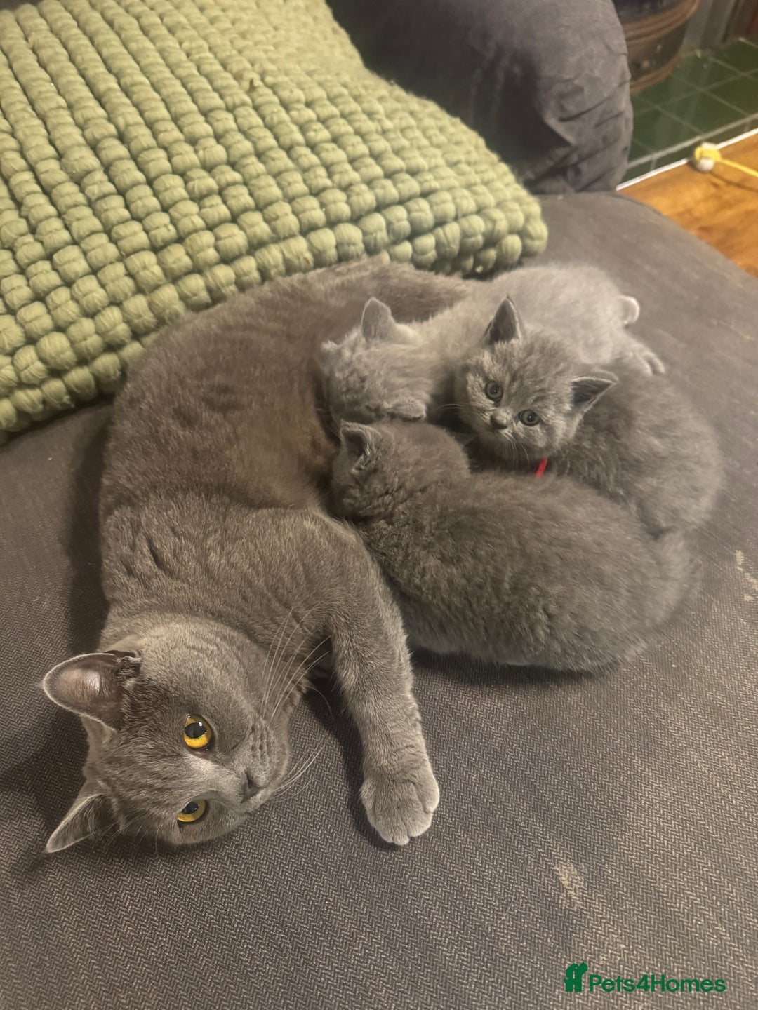 British Shorthair cats for sale: 🐾 British Shorthair Kittens 🐾 - Image 1