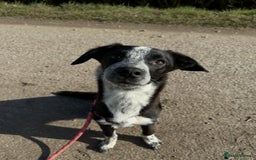 Mixed Breed dogs for sale: 🐾 Border Collie x Blue Heeler Puppies FOR SALE 🐾 - Image 9