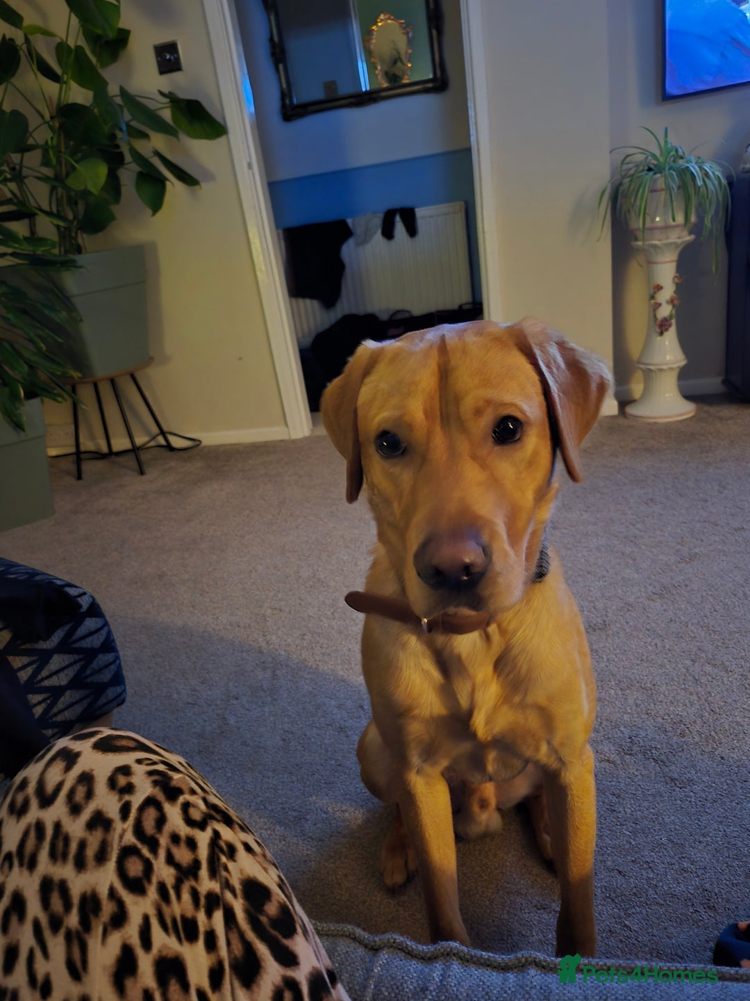 Labrador Retriever dogs for sale: BENSON  - Advert 3