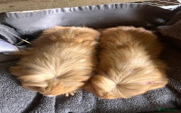 Guinea Pig rodents for sale: Pair of Lovely long haired guinea pigs  - Image 3