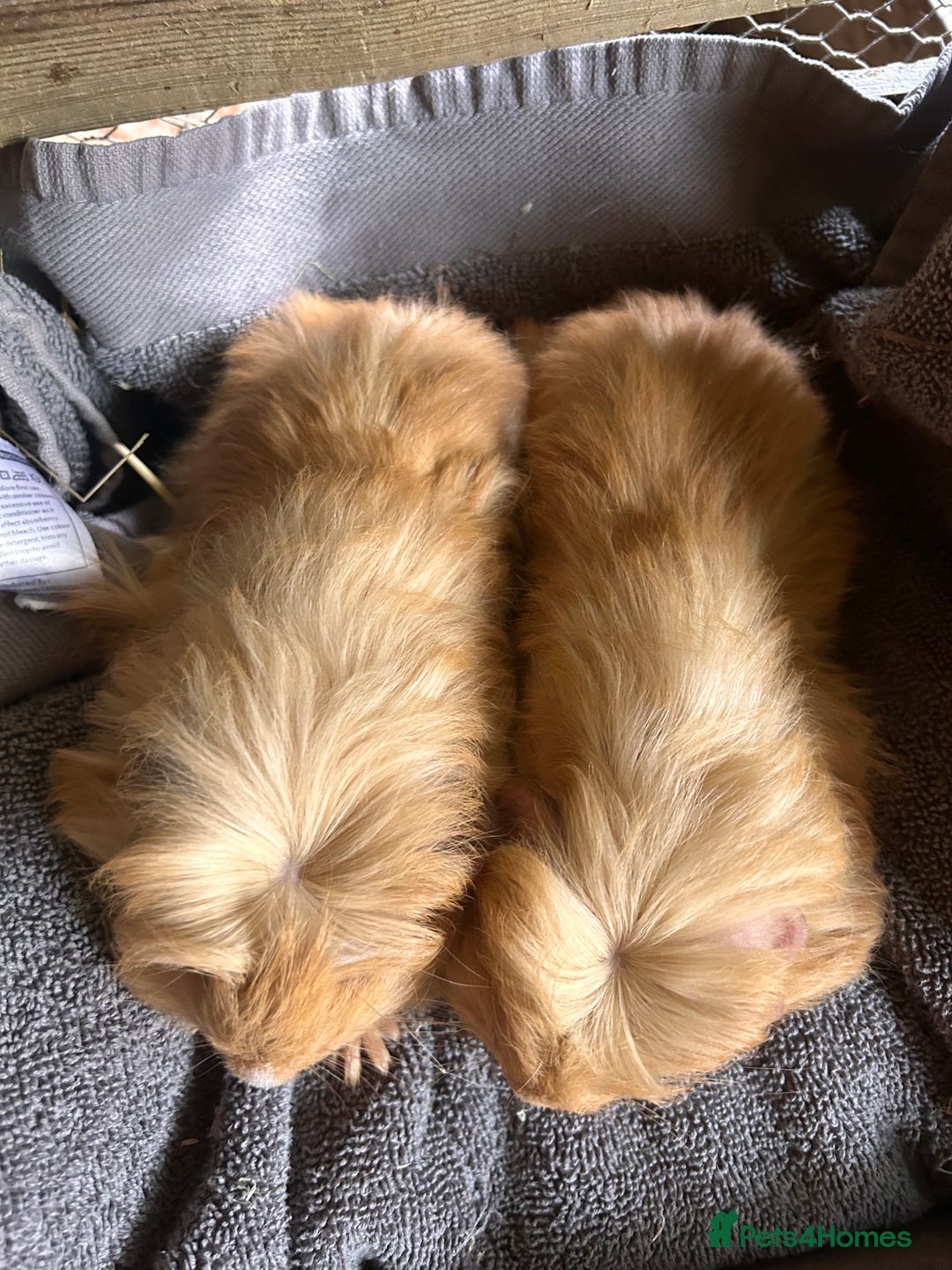 Guinea Pig rodents for sale: Pair of Lovely long haired guinea pigs  - Image 3