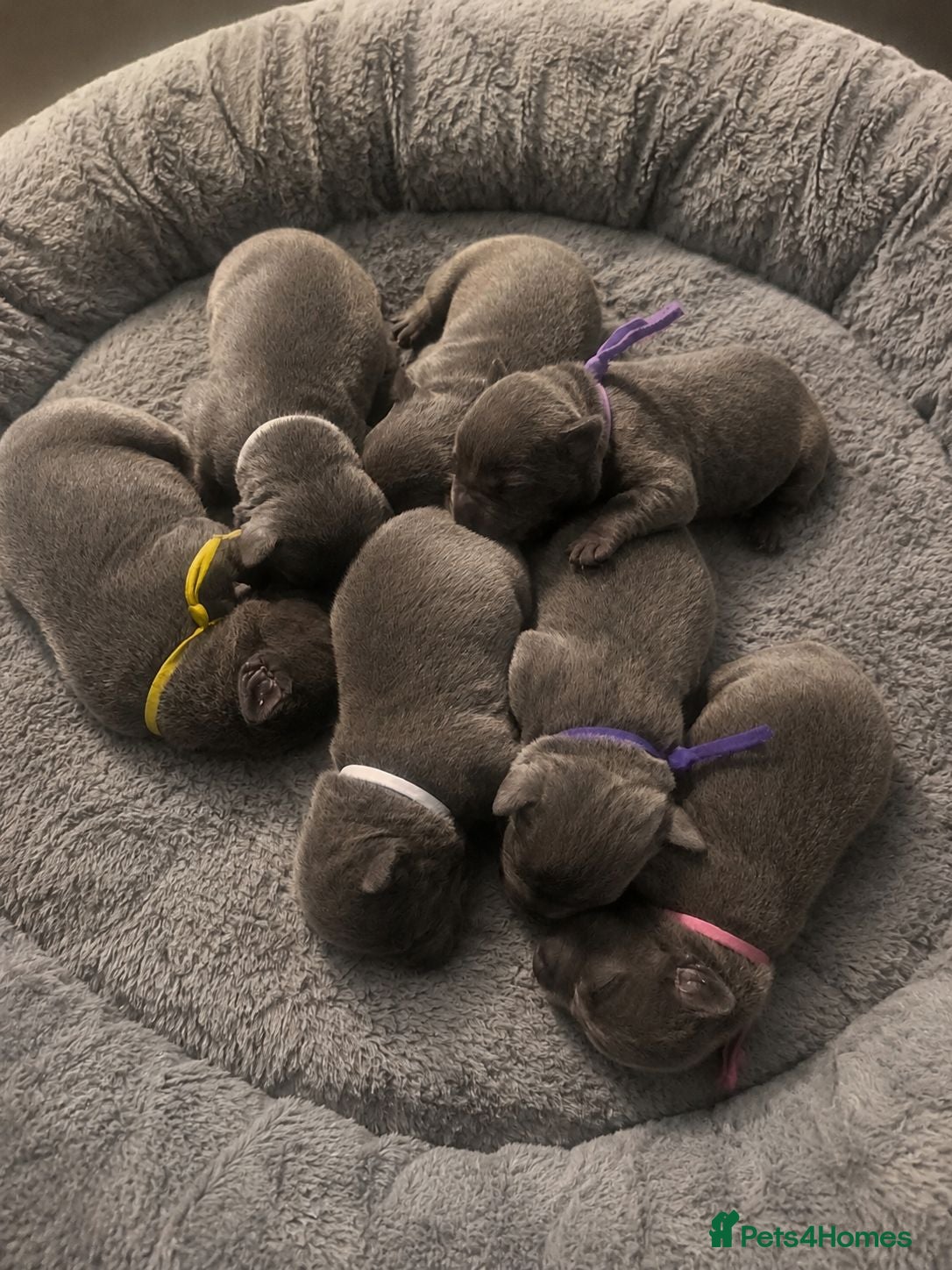 Staffordshire Bull Terrier dogs 7 Kc reg blue staffys - Advert 4