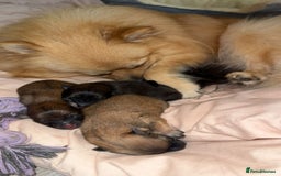 Pomeranian dogs for sale: **** ** ** POMERANIAN PUPPIES **** - Image 2