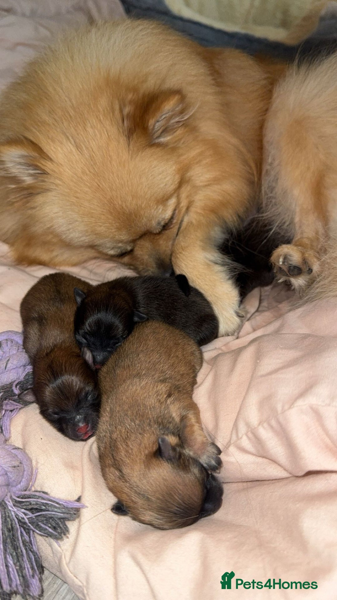 Pomeranian dogs for sale: **** ** ** POMERANIAN PUPPIES **** - Image 2