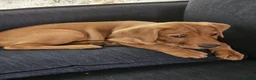 Labrador Retriever dogs for sale: Red Labrador Puppies in Milton Keynes - Advert 3