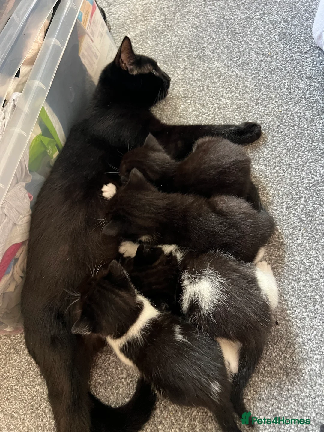 Mixed Breed cats for sale: Playful kittens - Advert 2